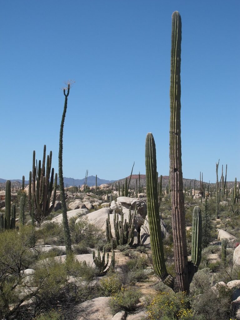 desert, california, cactus